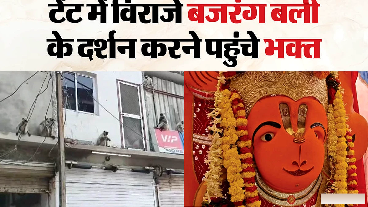 लंगूरों का झुंड खड़े हनुमान मंदिर के बाहर, श्रद्धालुओं में बढ़ा उत्साह