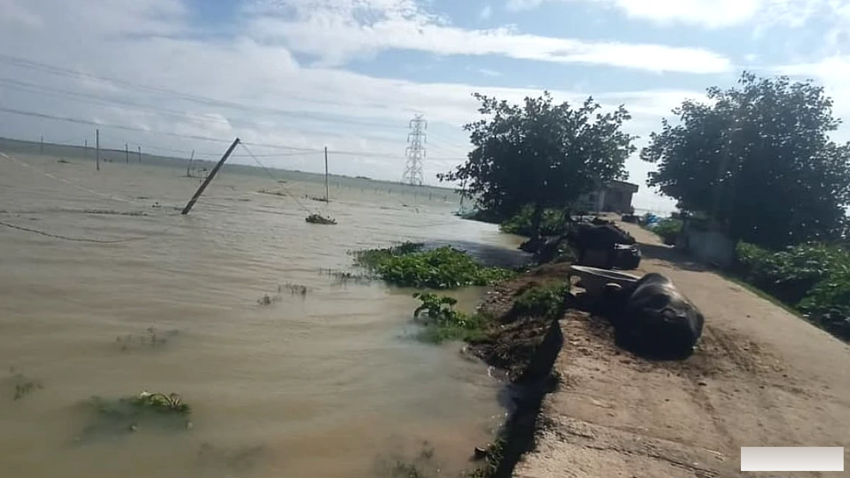 गंगा के बैकवाटर से बिहार में बाढ़, 350 बीघा फसल डूबी और बांध टूटने का खतरा बढ़ा