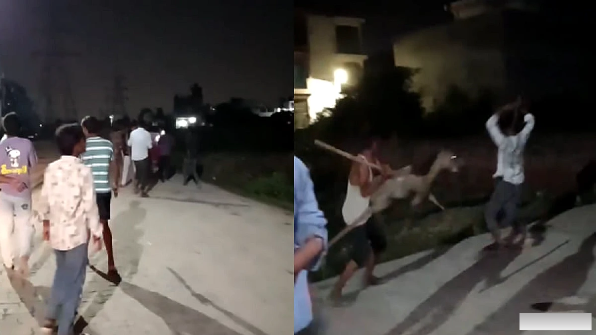 कानपुर में घोड़े ने तीन लोगों को काटकर घायल किया, लाठी-डंडे से घोड़े को दौड़ाते हुए वीडियो वायरल