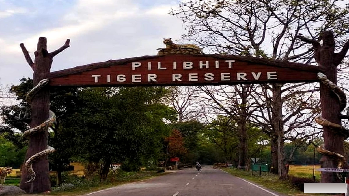 पीलीभीत टाइगर रिजर्व में सैलानी अब 8 महीने तक घूम सकते हैं, पर्यटन सत्र 1 नवंबर से शुरू