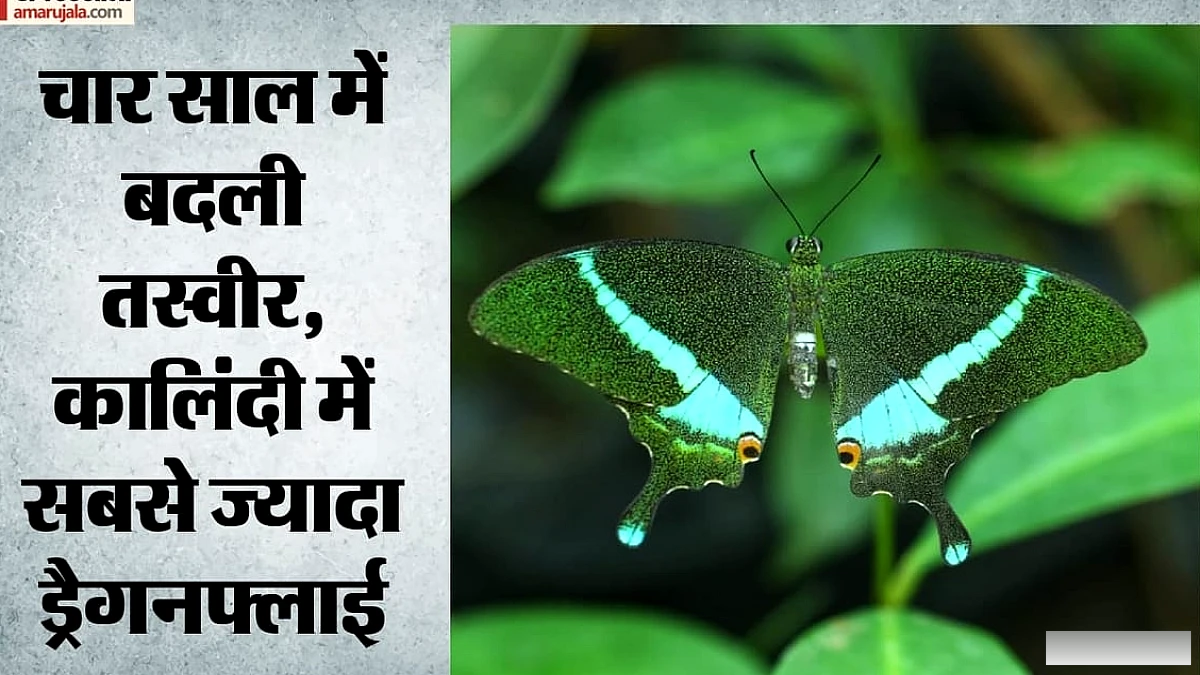 दिल्ली के बायोडायवर्सिटी पार्क में 3 करोड़ साल पुरानी कीट प्रजातियों की दो नई नस्लें मिलीं