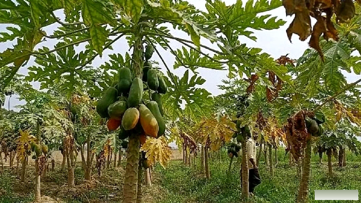 पपीते की खेती से साल भर की कमाई: 12 महीने की स्थायी डिमांड और लाभदायक तरीकों की पूरी गाइड