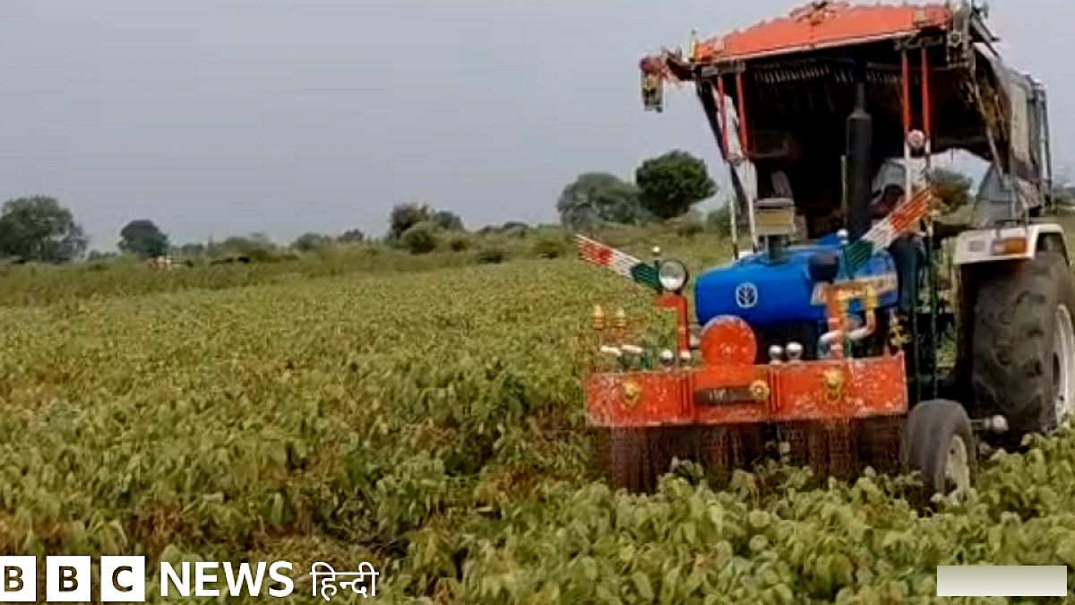 सोयाबीन की फ़सल पर किसान ने क्यों चलाया ट्रैक्टर, एक ने कहा- खेत में पांव रखने का भी मन नहीं