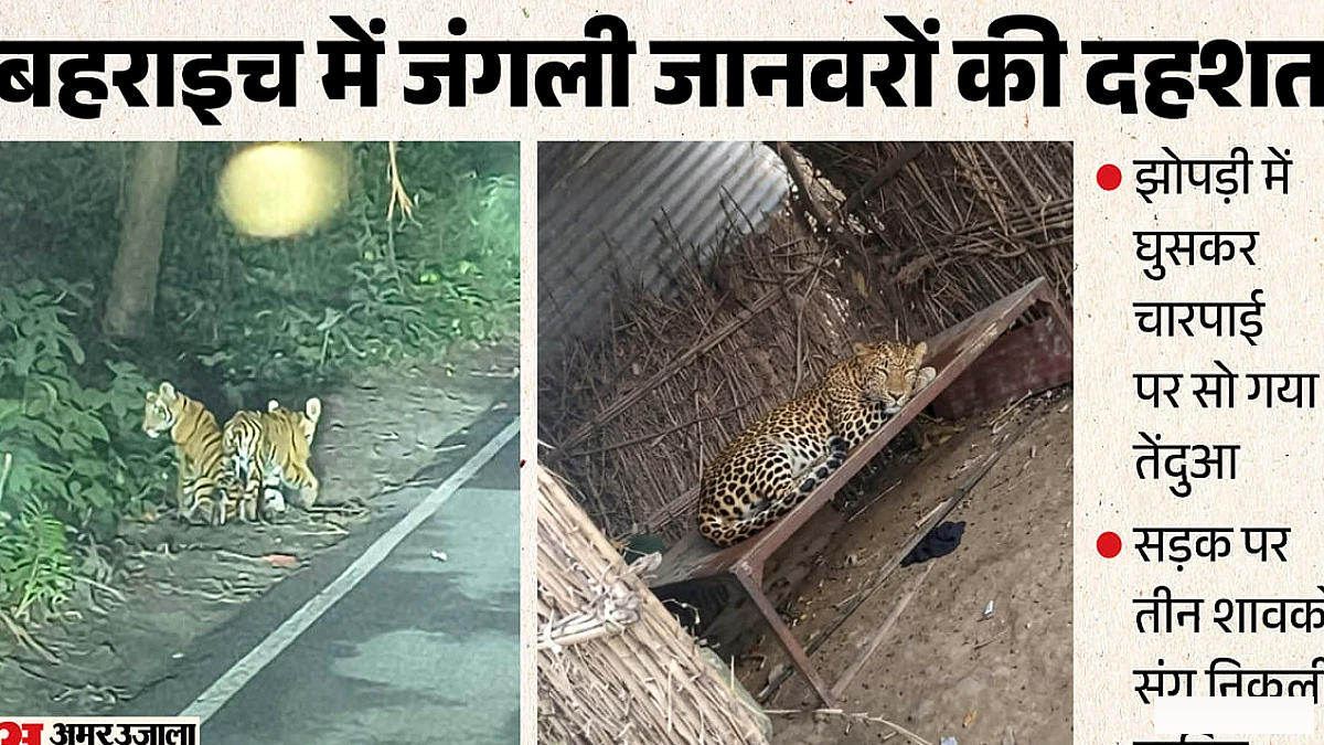 बाघिन शावकों के साथ सड़क पर, तेंदुआ झोपड़ी में बैठा: यूपी में जंगली जानवरों का सामना