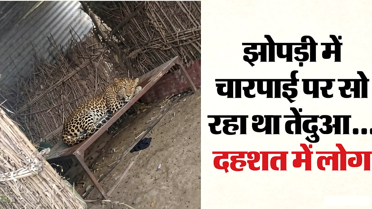 झोपड़ी में घुसा तेंदुआ, दुकानदारों में दहशत मची
