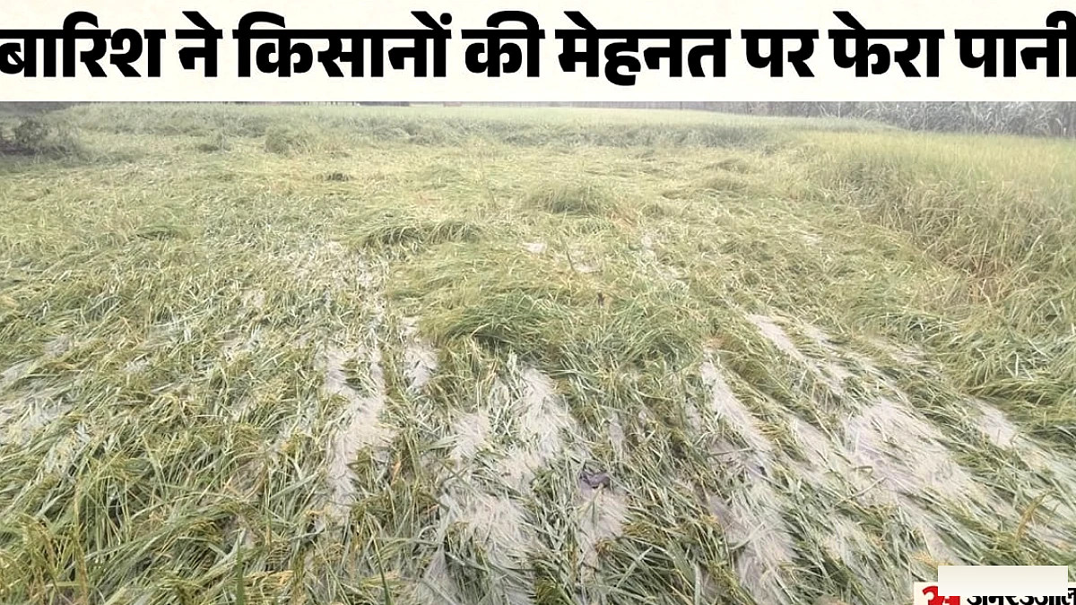 बारिश के लगातार तूफ़ान से बरेली में फसलों को भारी नुकसान