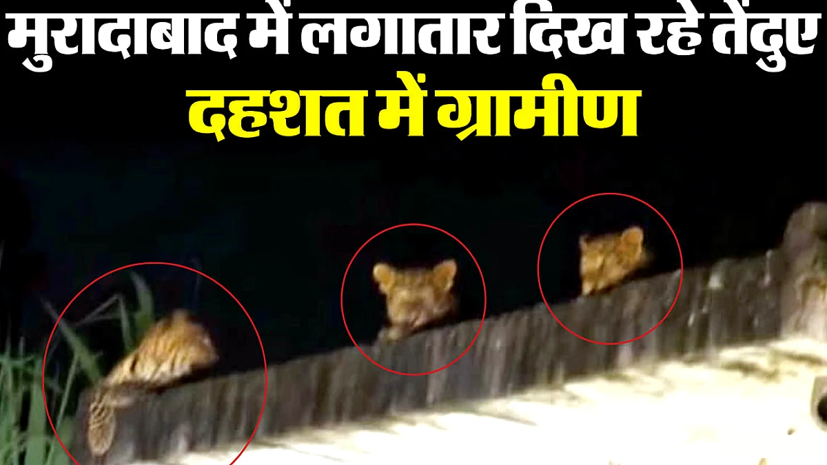 मुरादाबाद में एक साथ छत पर दिखे तीन तेंदुए: जिले में अब तक पकड़े जा चुके 20 खूंखार, चार लाेगों की ले चुके जान