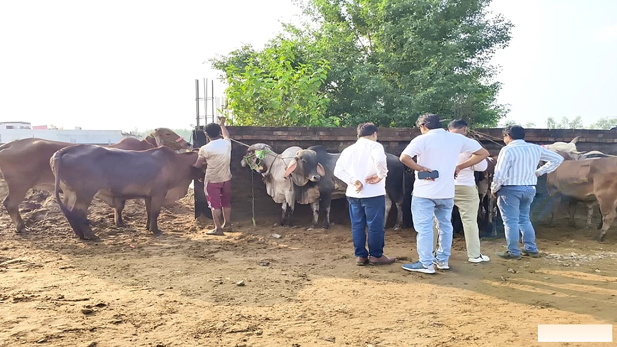 हाजी शकील की डेयरी से ट्रकों में ठूंसकर निकाले पशु, गोरक्षकों ने किया हंगामा, पुलिस को दी तहरीर