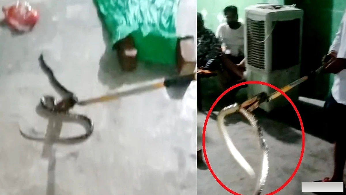 टॉयलेट के बीच बैठा जहरीला साँप, बच्ची की चीख से हुआ परिवार को चेतावनी