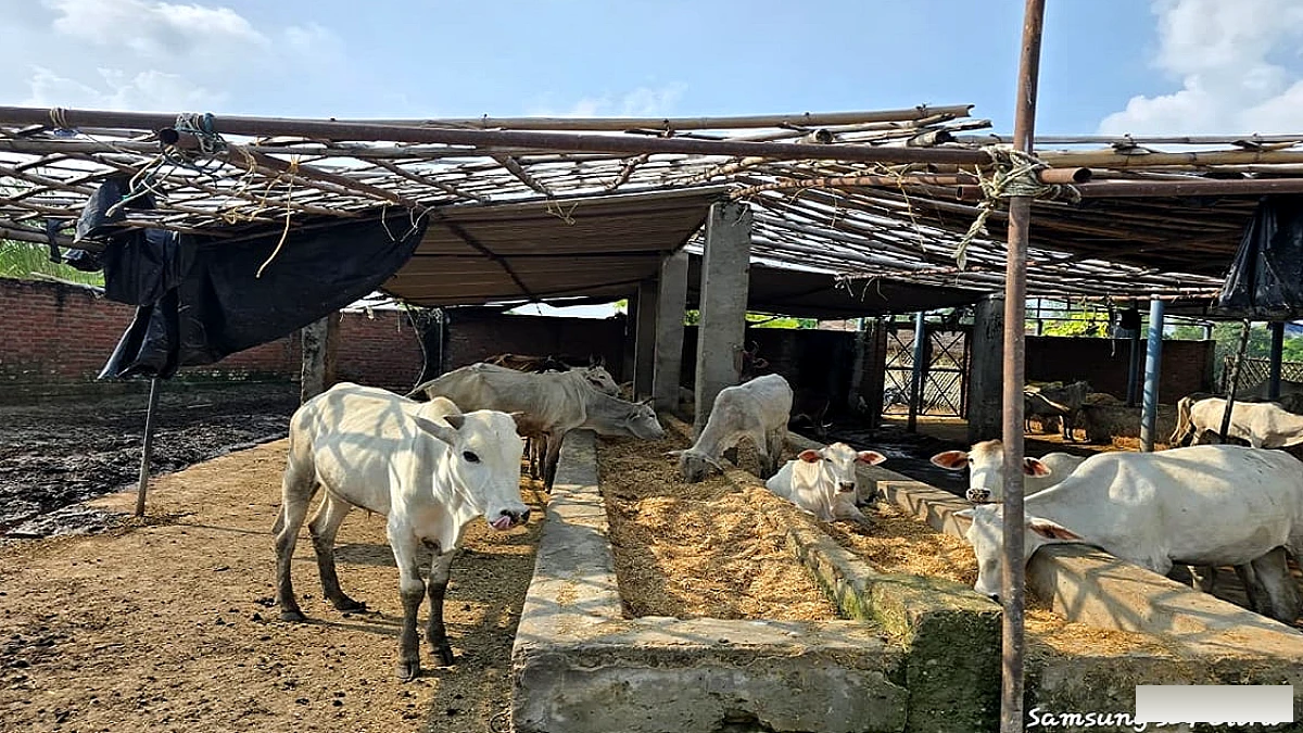 बड़ायूं की गोशालाओं में गायों की मृत्यु: चारा न मिलने से सूखा चारा और पानी की कमी