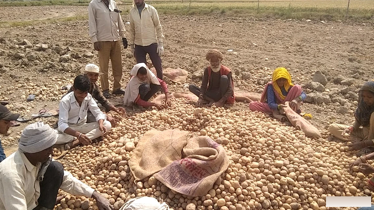 93.97 करोड़ से लगेगा आलू प्रोसेसिंग प्लांट, यूरोप जाएंगे सूप-स्नैक्स, किसानों को मिलेगा स्थानीय बाजार