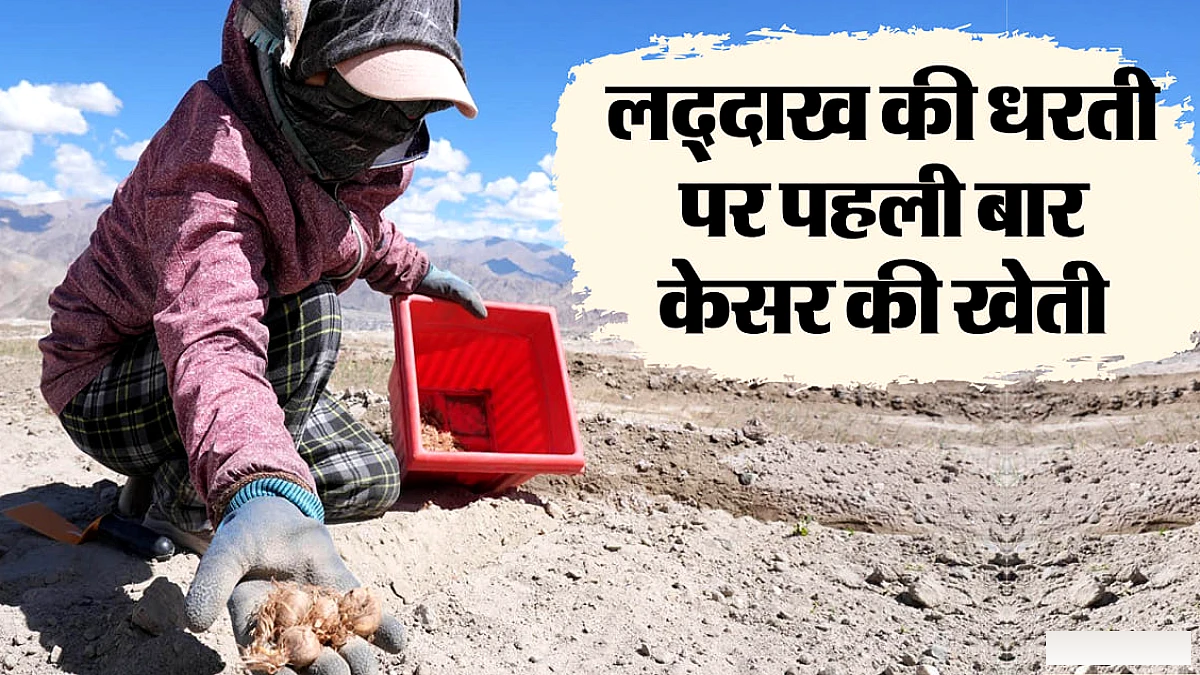 लद्दाख में पहली बार केसर की खेती: 90,000 ईरानी कंद 4,000 वर्गमीटर में रोपे