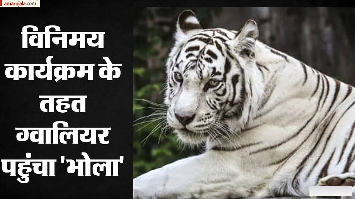 उत्ताराखंड के देहरादून चिड़ियाघर में आया नीली आँखों वाला सफेद बाघ ‘तेजस’, 556 किमी की यात्रा के बाद 20‑दिन के एकांत के बाद जनता को दिखा
