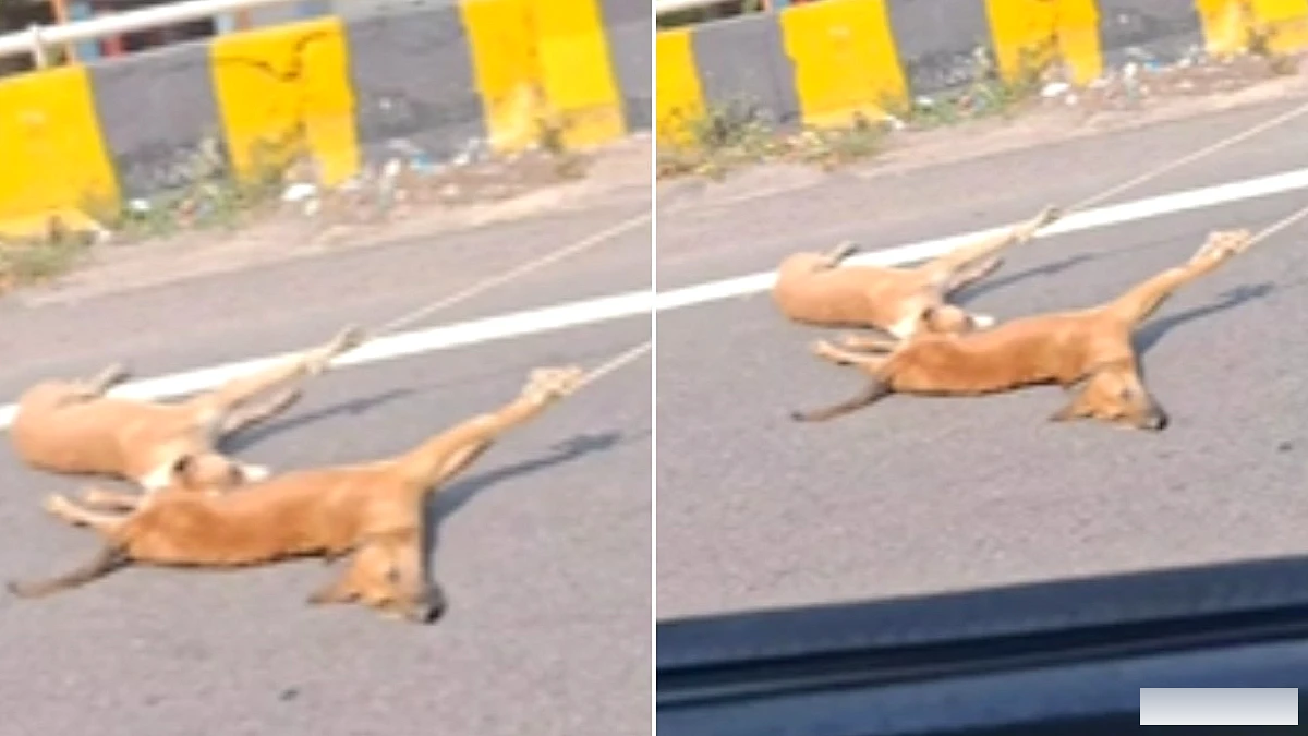 मृत कुत्तों को रस्सी से खींचते हुए NHAI कर्मचारियों पर कार्रवाई