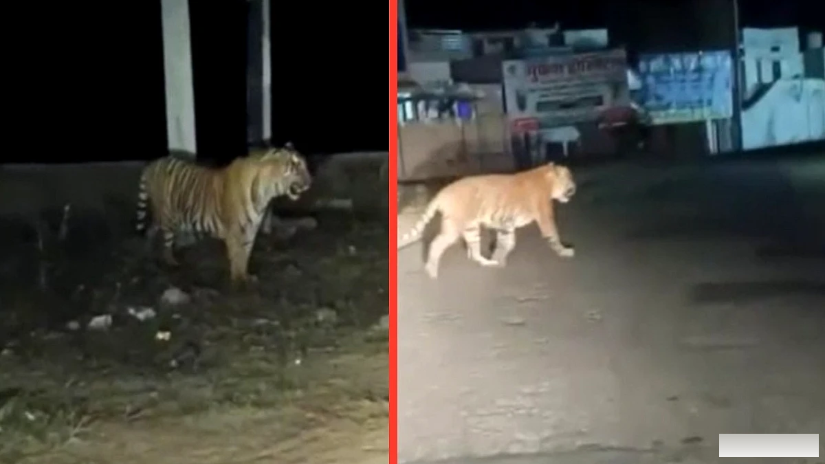 सड़क पर टाइगर का चलना, अलवर‑जयपुर मार्ग बंद, लोगों ने वाहन रोके