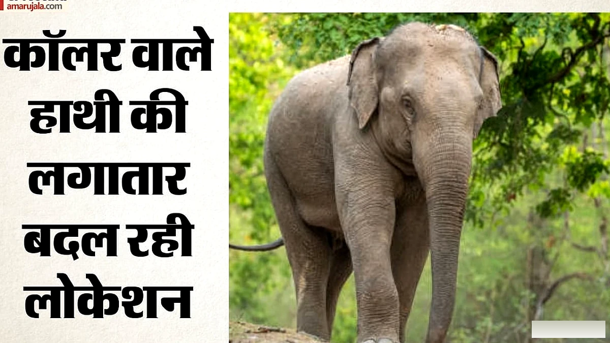 बांधवगढ़ से निकला कॉलर वाला हाथी 5वें दिन भी जंगलों में कर रहा मूवमेंट, 100 किमी से ज्यादा का सफर