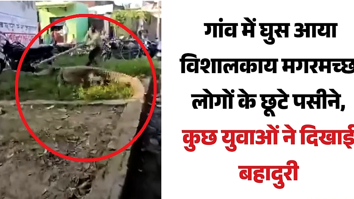 शाहजहाँपुर के सैदपुर में विशाल मगरमच्छ ने घर के दरवाजे तक घुसा, वनकर्मियों ने दो घंटे में बचाव किया