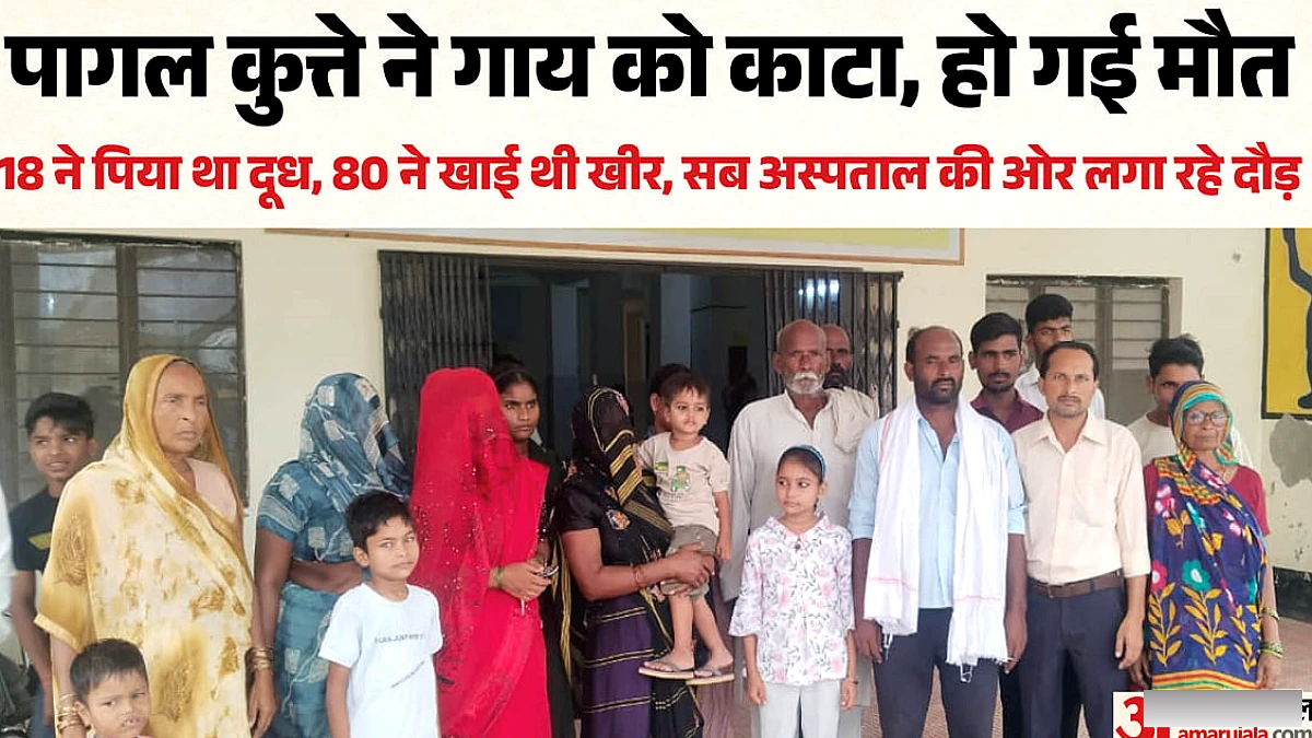 पागल कुत्ते के काटने से गाय की मौत, दूध पीने और खीर खाने वाले 98 लोगों में हड़कंप; सबके मन में एक ही डर