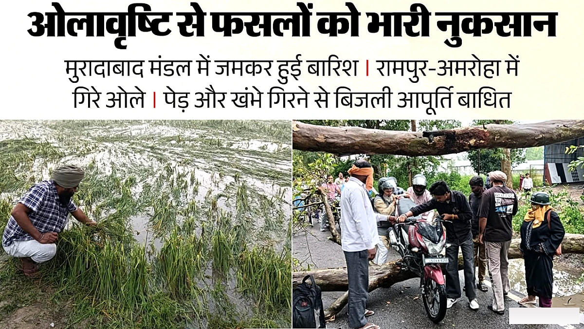 मुरादाबाद में ओलावृष्टि से फसलों को भारी क्षति, संभल में एक व्यक्ति की मृत्यु