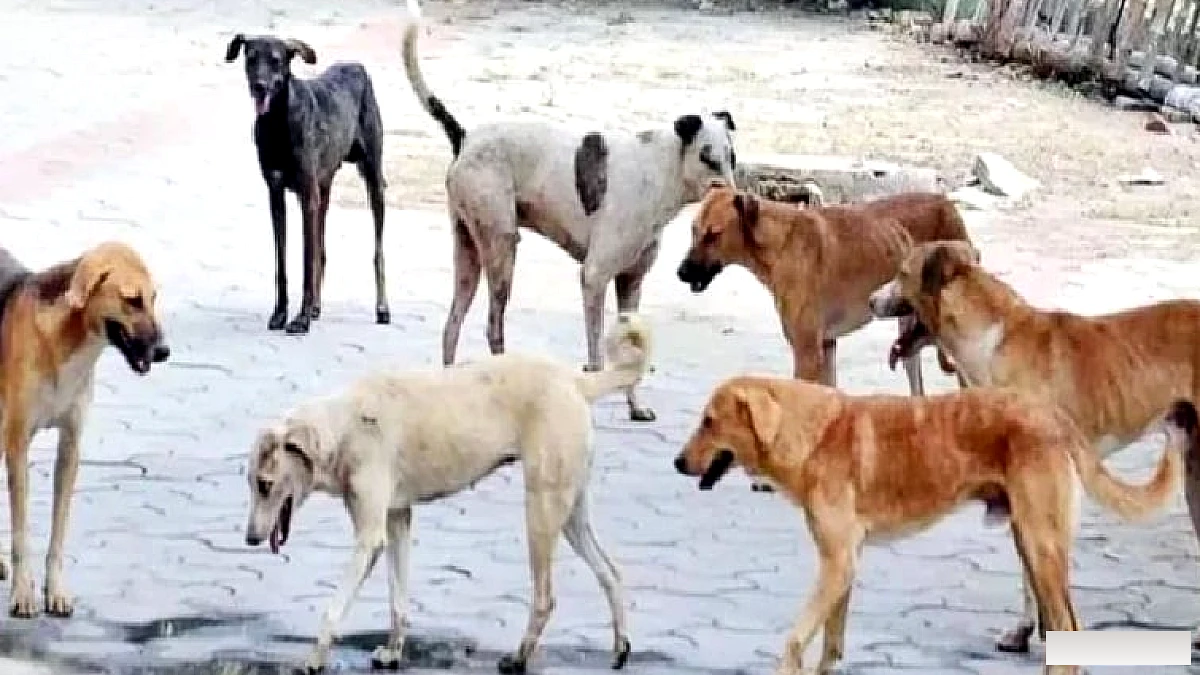 तीन गांवों में चार बच्चों सहित पांच को कुत्ते ने नोचा, एक बच्चा गंभीर, जेएन मेडिकल कॉलेज रेफर