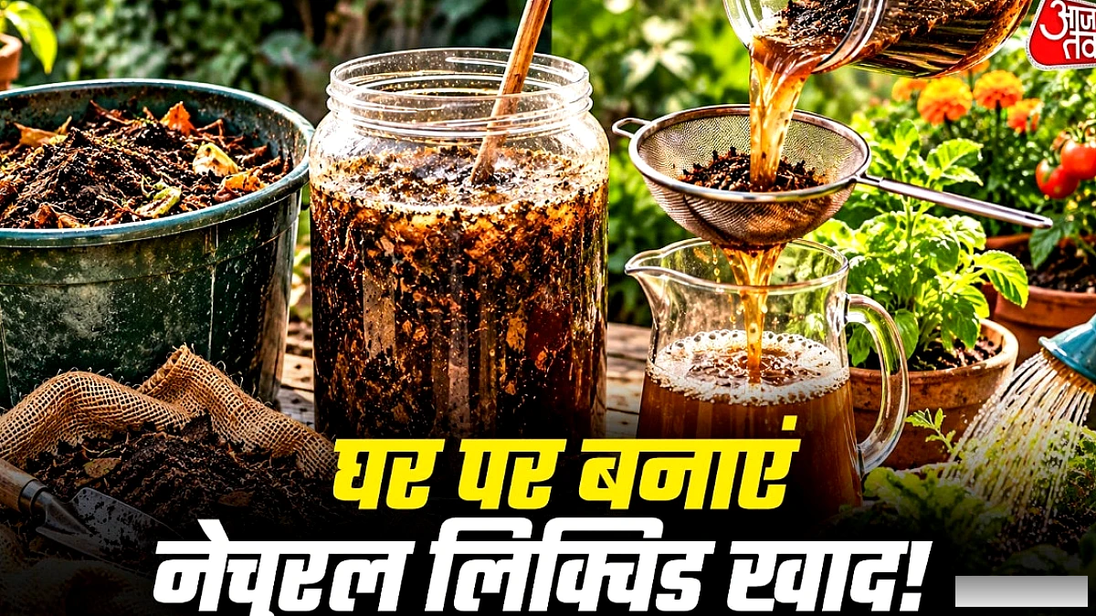 घर पर बनाएं कम्पोस्ट टी: पौधों की ग्रोथ तेज़ करें