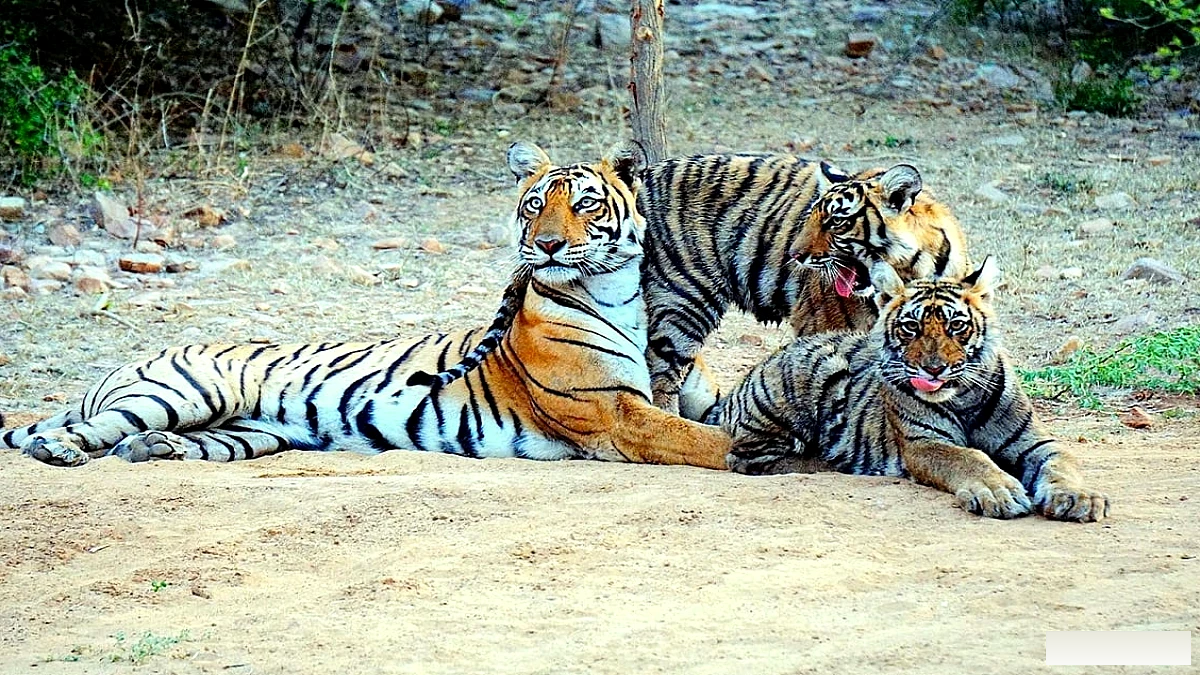 रनथंभौर‑कूनो‑माधव वाइल्डलाइफ टूरिज्म सर्किट बनेगा: एक ही सफ़र में बाघ, चीता और ऐतिहासिक स्थल