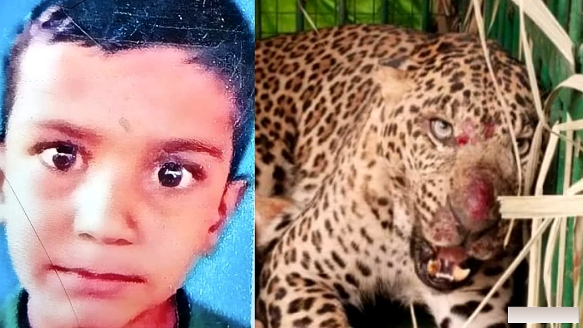 लखीमपुर खीरी में तेंदुए ने 6 साल के बच्चे को खींचा, ढाई घंटे बाद अधखाया शव मिला