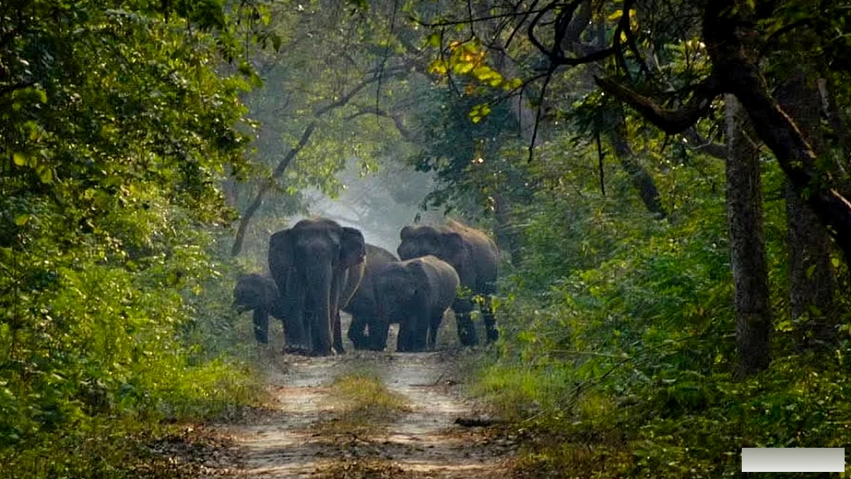 मृत साथी की याद में 25 हाथियों का दल दफन स्थल पर पहुंचा, बांधवगढ़ से 30 और हाथियों के आगमन से हलचल