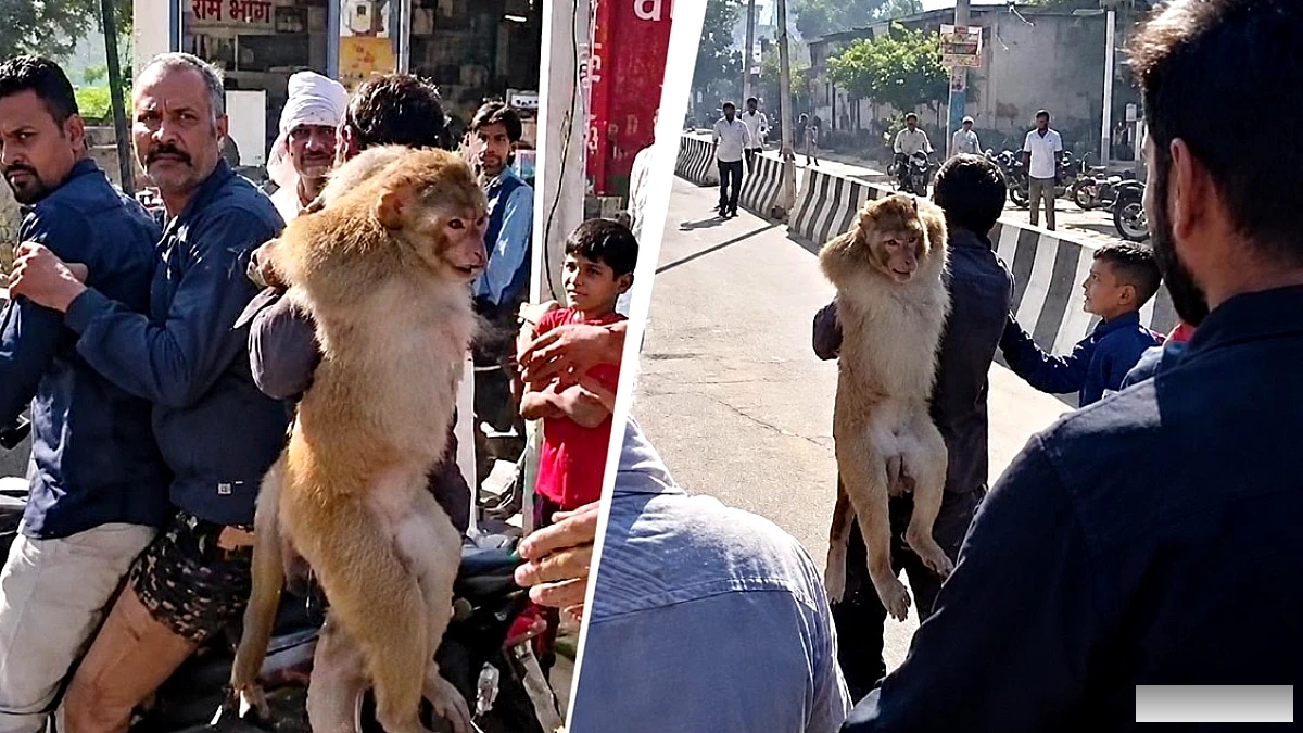 हथीन में 51,000 रुपये इनाम पर बंदर पकड़ा, भीड़ ने चांटे मारते देखे