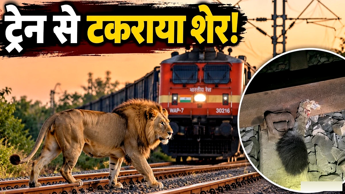 रेलवे ट्रैक पर टकराया शेर, केवल पूंछ मिली