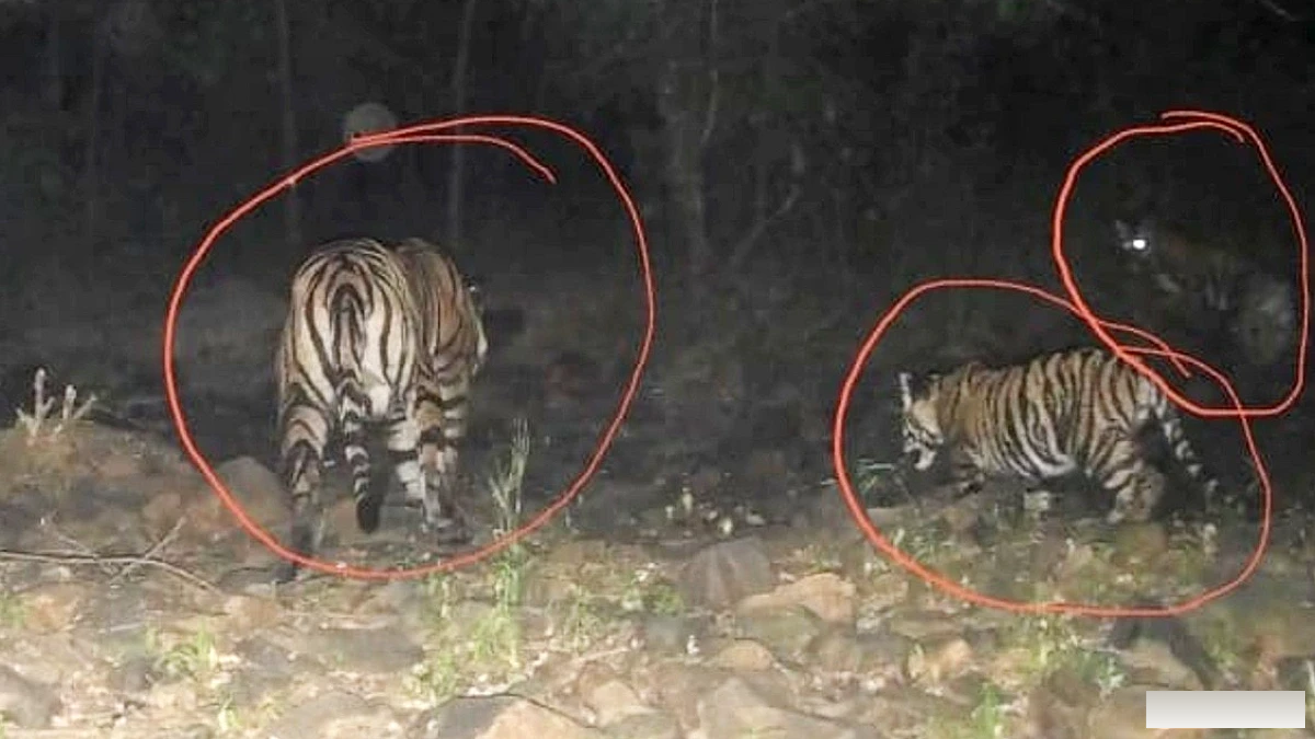 कूनो के पास बाघिन MT3 ने माधव टाइगर रिज़र्व में दो शावक जन्मे, बाघों की कुल संख्या 11