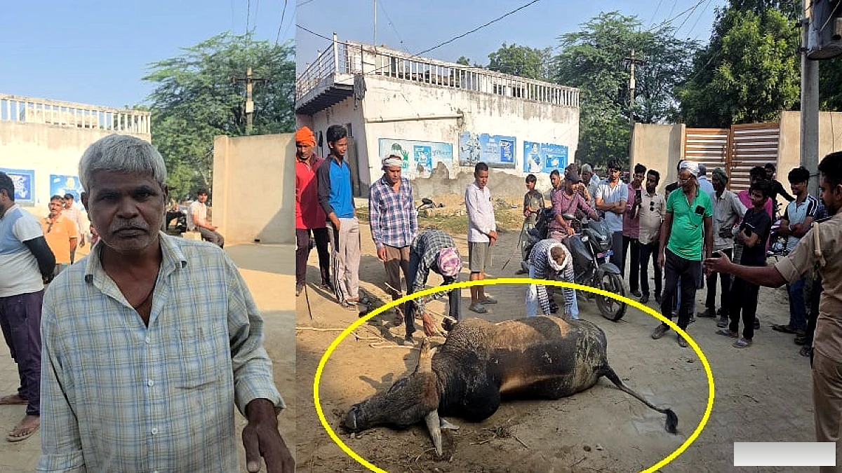 छुट्टा सांड़ के हमले से नौ घायल, भैंस की मौत, दीवार से टकराकर सांड़ भी मरा