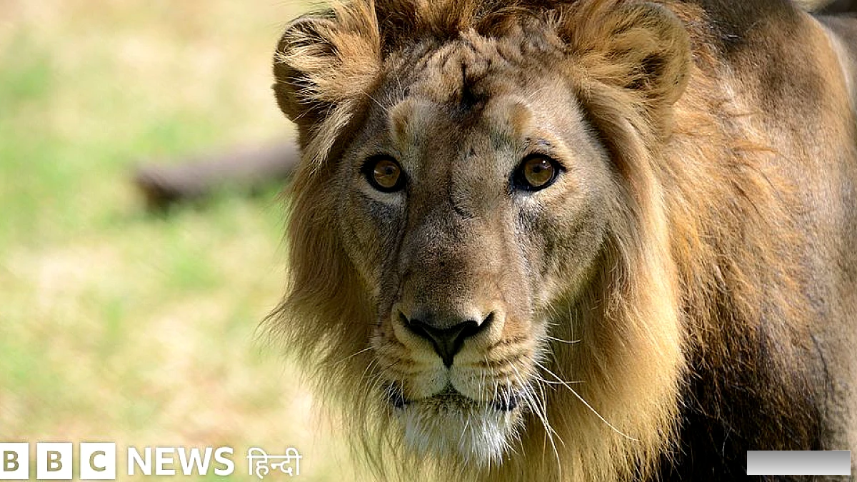 गुजरात के इस गांव में कैसे रहते हैं लोग जहां रोज़ घूमते हैं शेर?
