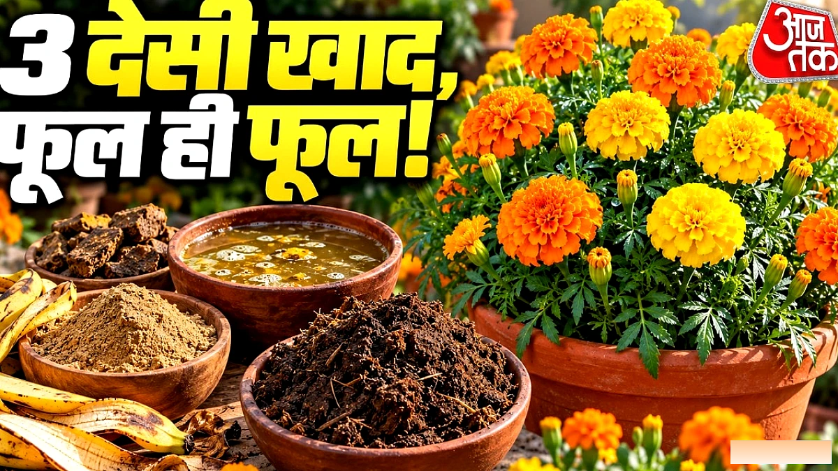 गेंदे के पौधे में फूल कम? घर पर बनाएं 3 देसी खाद से बढ़ाएं खिलने की संख्या